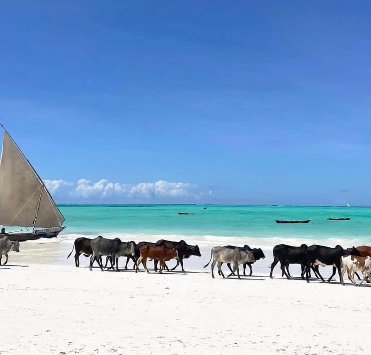Your Zanzibar Place Паже Екстериор снимка